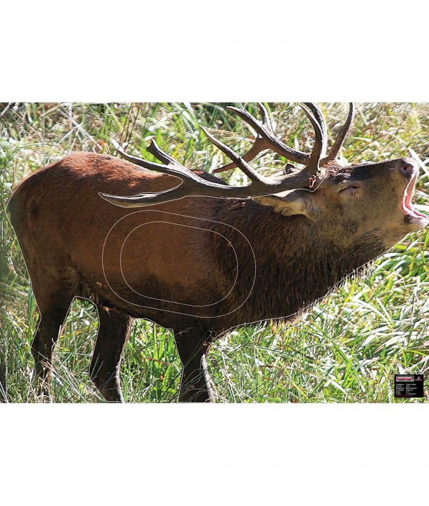Maximal - Cible animalière Cerf au brame