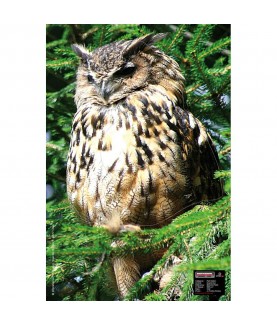 Maximal - Cible animalière Hibou