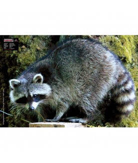 Maximal - Cible animalière Raton Laveur